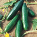 Diva Cucumber Seeds
