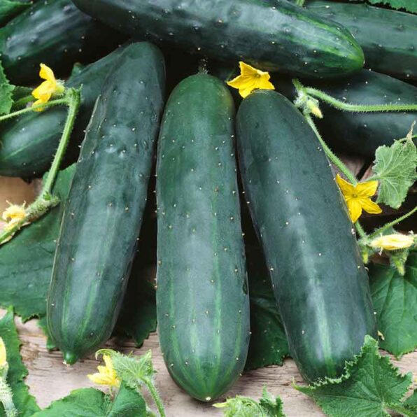 Eureka Hybrid Cucumber Seeds