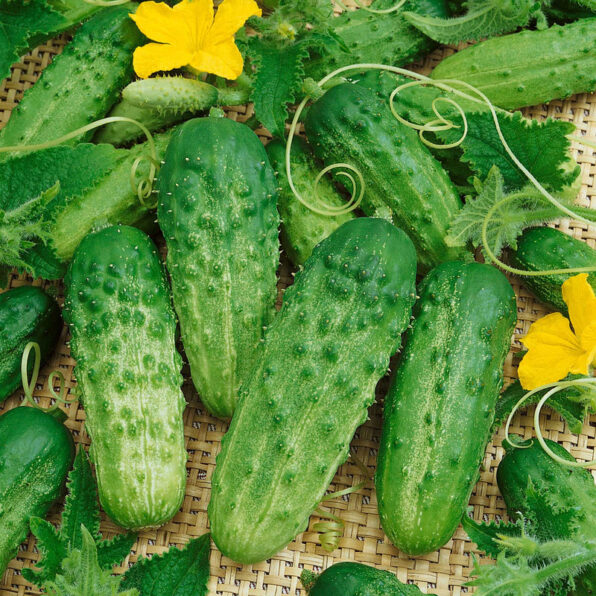 Pick a Bushel Hybrid Cucumber Seeds