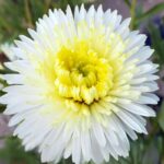 Bonita White Film-Coated China Aster Seed