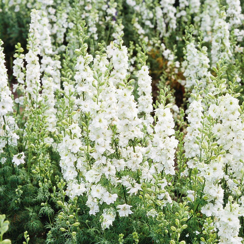 delphinium-white-king-noa-3