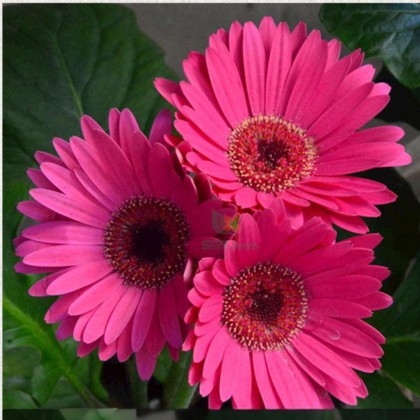 Majorette Pink Halo Gerbera Daisy Seeds