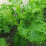 O1CN010gi0BU1pJJZzHqWI8__0-item_pic_jpg_q50_jpg