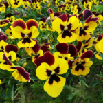 Majestic Giants II Yellow w/Blotch Hybrid Pansy Seeds