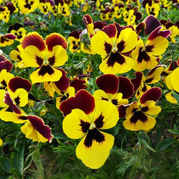 Majestic Giants II Yellow w/Blotch Hybrid Pansy Seeds