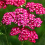 O1CN01Z24BS42Jkjm4g9O2Y__2213216199460-1.jpg_q50-1.jpg__1-1