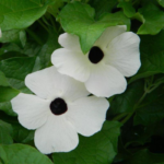 38543338e88c23f84feb03a3f9feaeab