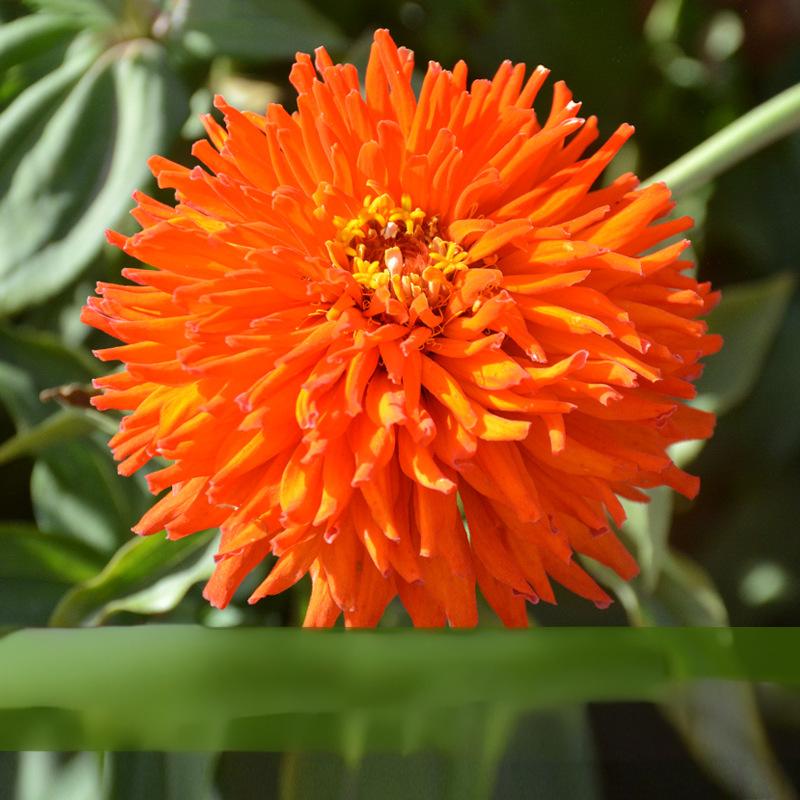 f108e7c85a2114f4def132b26835acbf