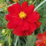 Cosmic Red Cosmos Seeds