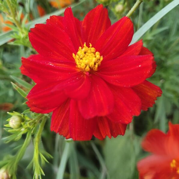 Cosmic Red Cosmos Seeds