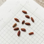 geranium-maverick-mix-bal-2