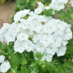 20474909473_500142703