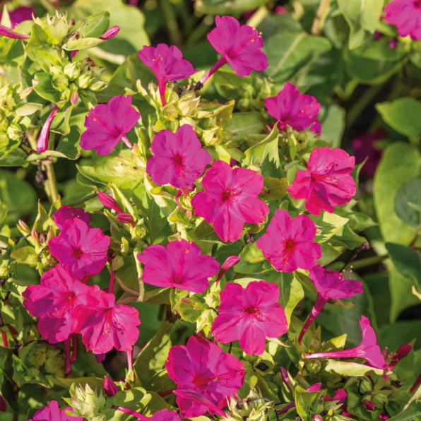 Pink Four O'Clock Seeds