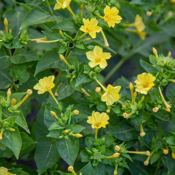 Yellow Four O'Clock Seeds