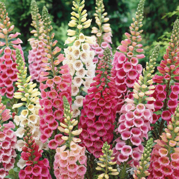 Dalmatian Mix Digitalis Seeds
