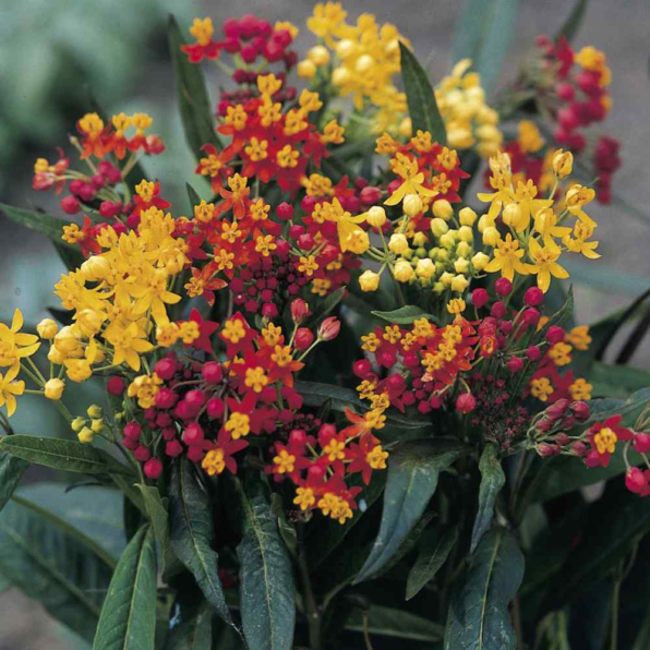 Gay Butterflies Butterfly Weed Seeds