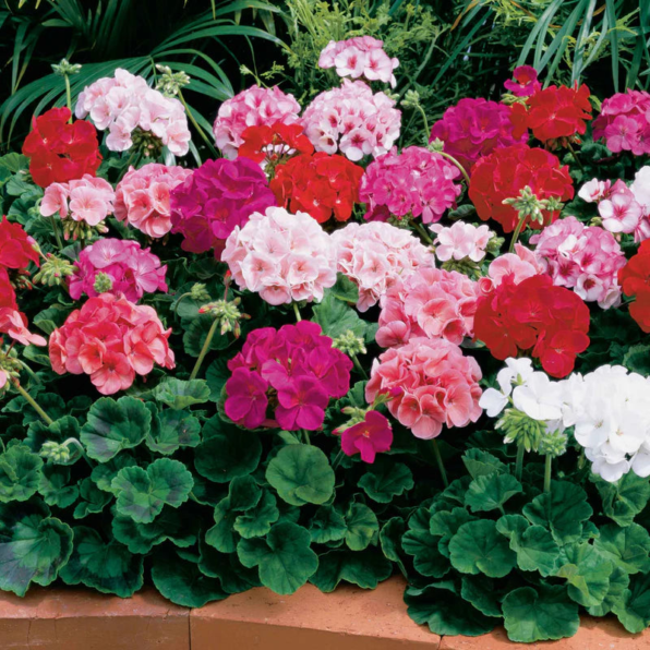 Maverick Mix Geranium Seeds