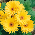 Majorette Yellow Dark Eye Gerbera Seeds