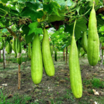 gourd-luffa-shk-2