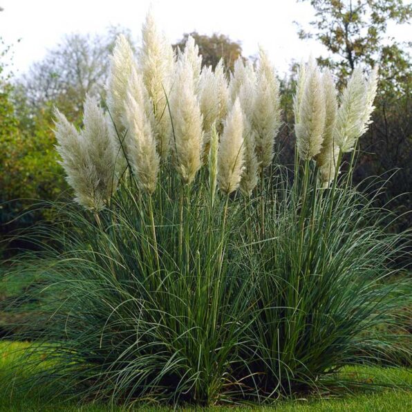 Pampas Plume White Grass Seeds