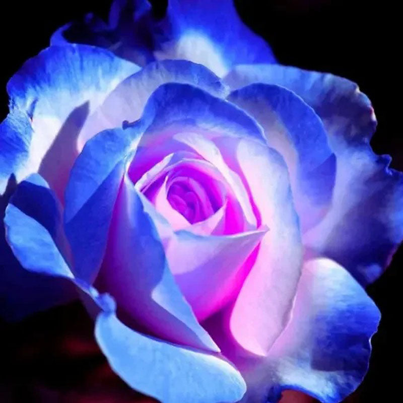 Rare Moon Rose Seeds