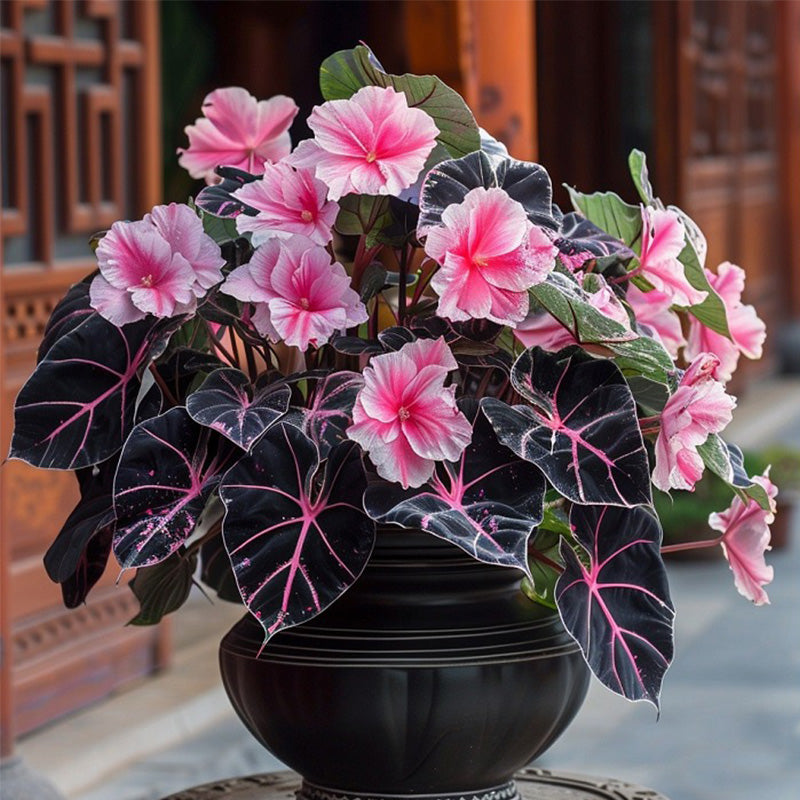 Begonia and Alocasia Mix Seeds