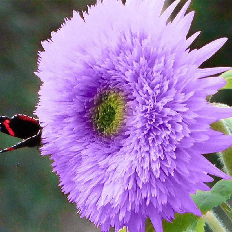 Purple Teddy Bear Sunflower Seeds