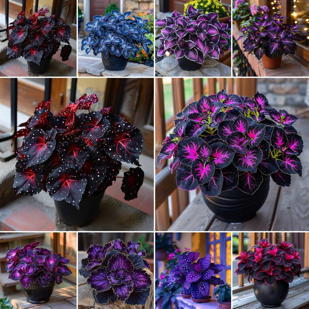 Rare Galaxy Polka Dot Begonia Seeds