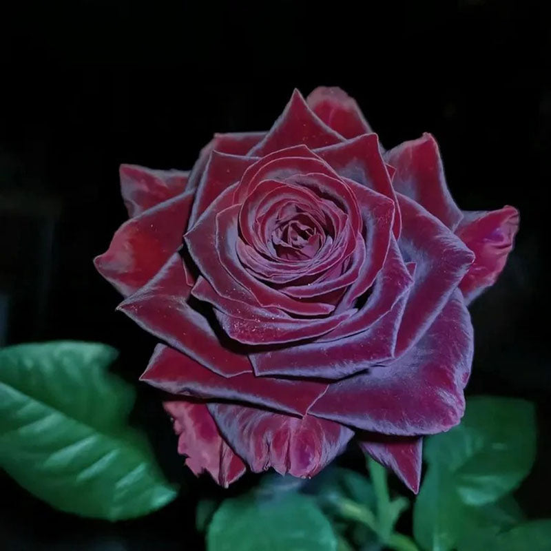 Black Buck Rose Seeds