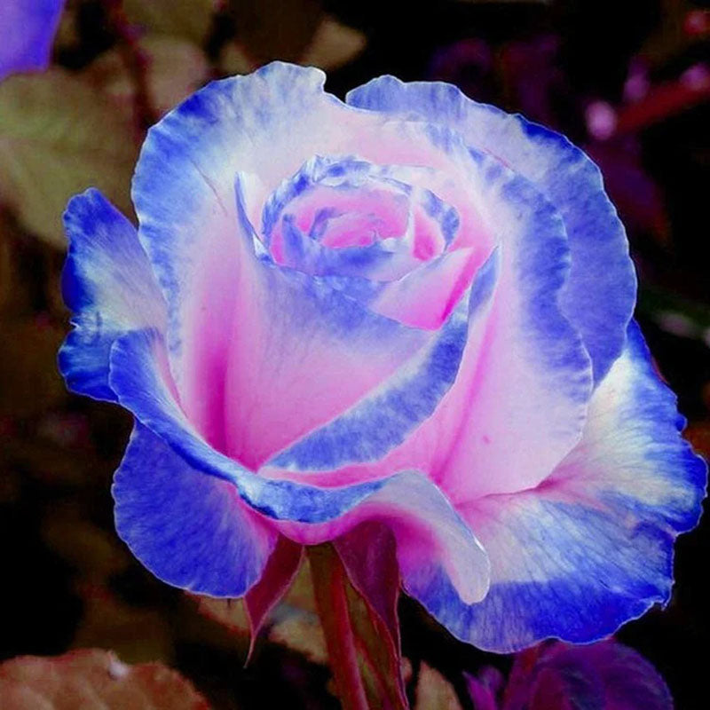 Rare Bag Blue Pink Rose Seeds Scented Plants Flowers