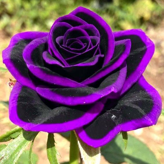 Lace black Rose Seeds