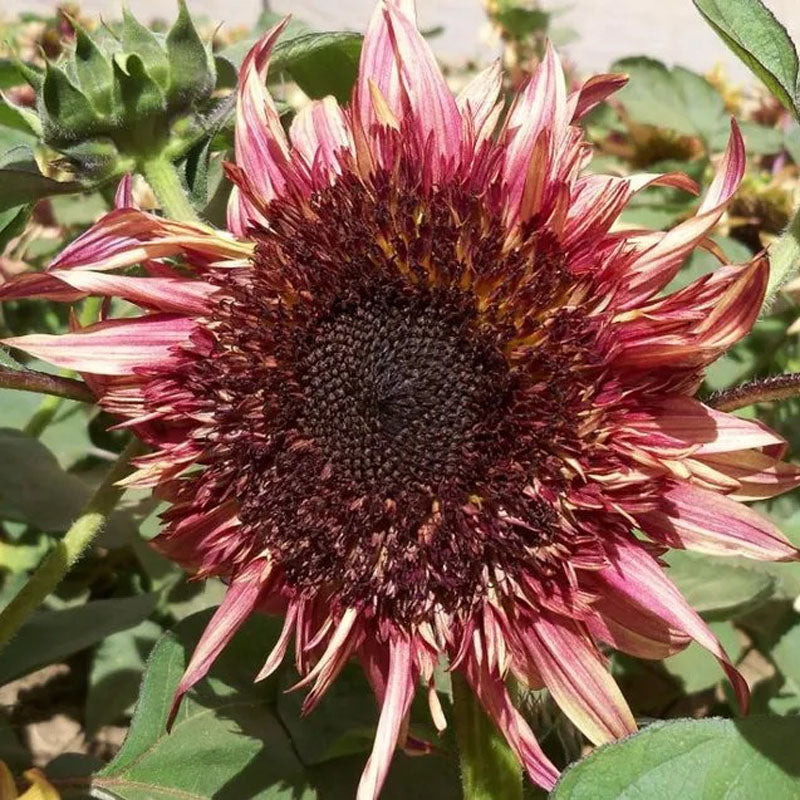 Uniquely different Double Dandy Sunflower Seeds