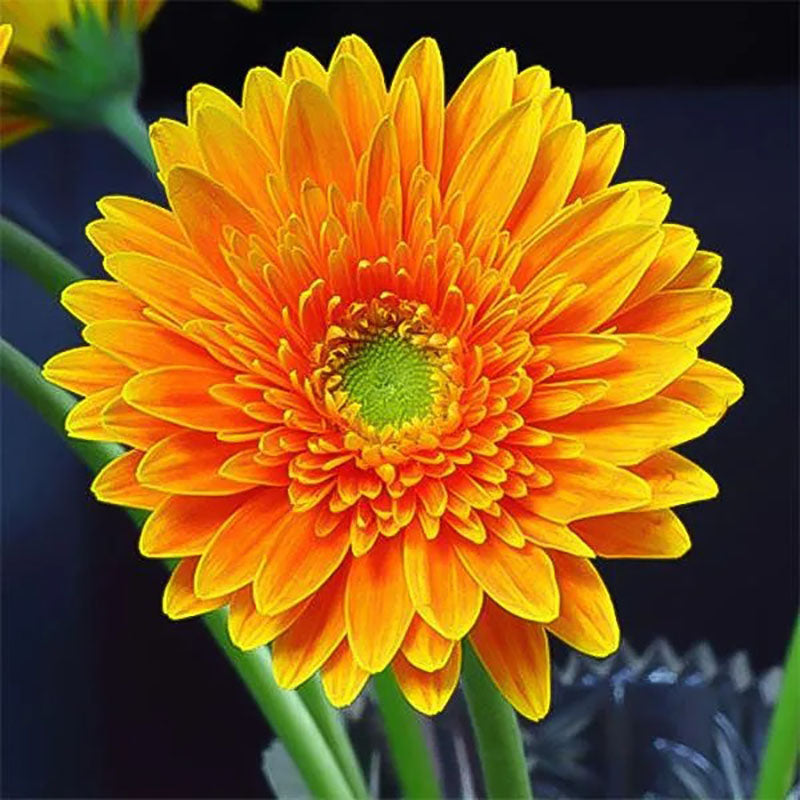 Orange Gerbera Flower Seeds, Sunflower
