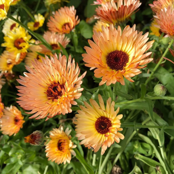 'Orange Flash' Calendula Seeds