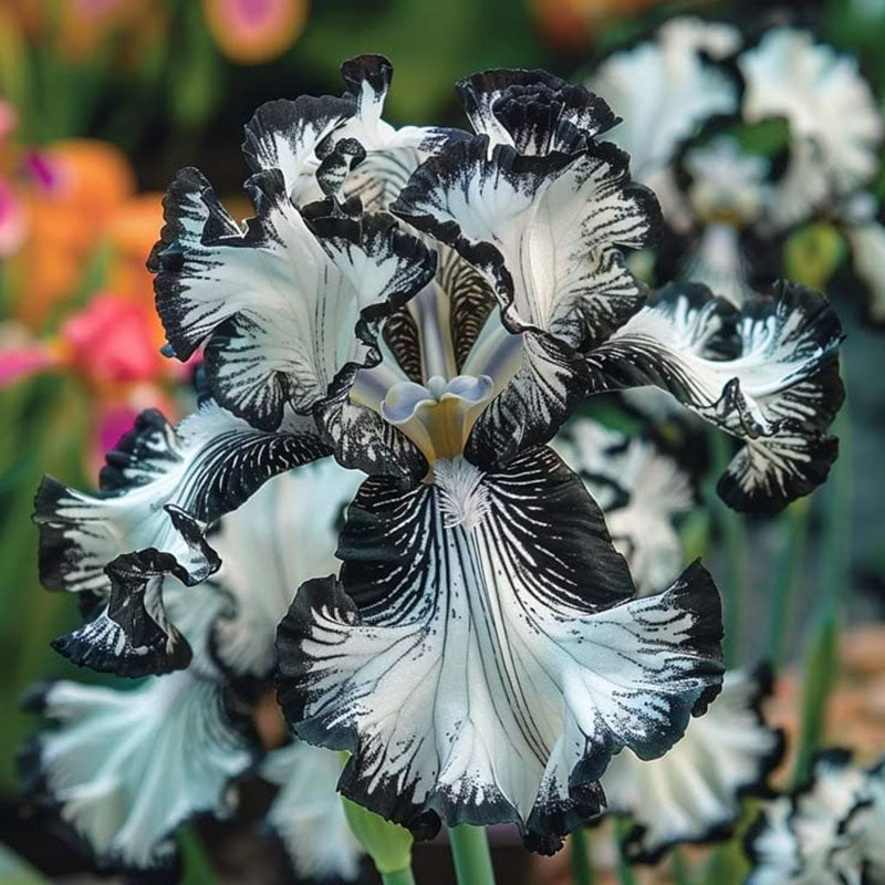 Onyx Shadow-Rare Iris Seeds⚜️