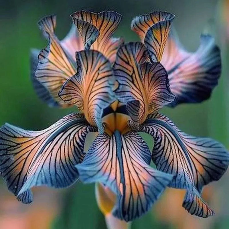 Emerald Wave-Rare Iris Seeds⚜️