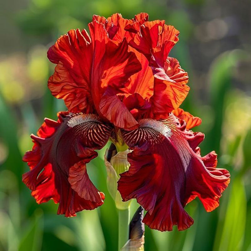 Crimson Crest-Rare Iris Seeds⚜️