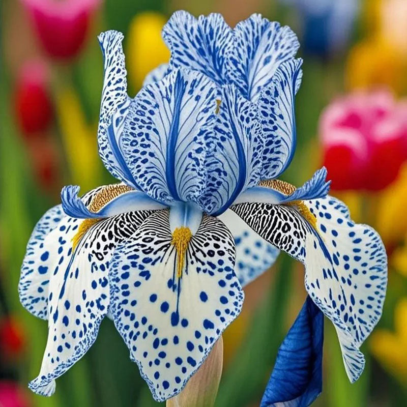 Stardust Snow-Rare Iris Seeds ⚜️