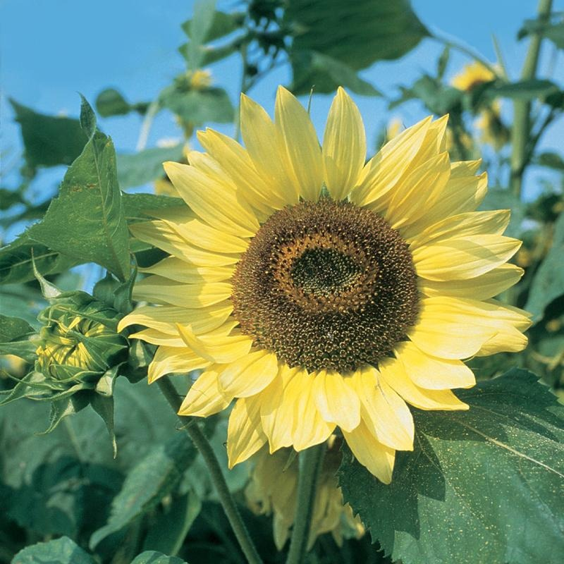 Sunflower, Lemon Queen Organic Seeds