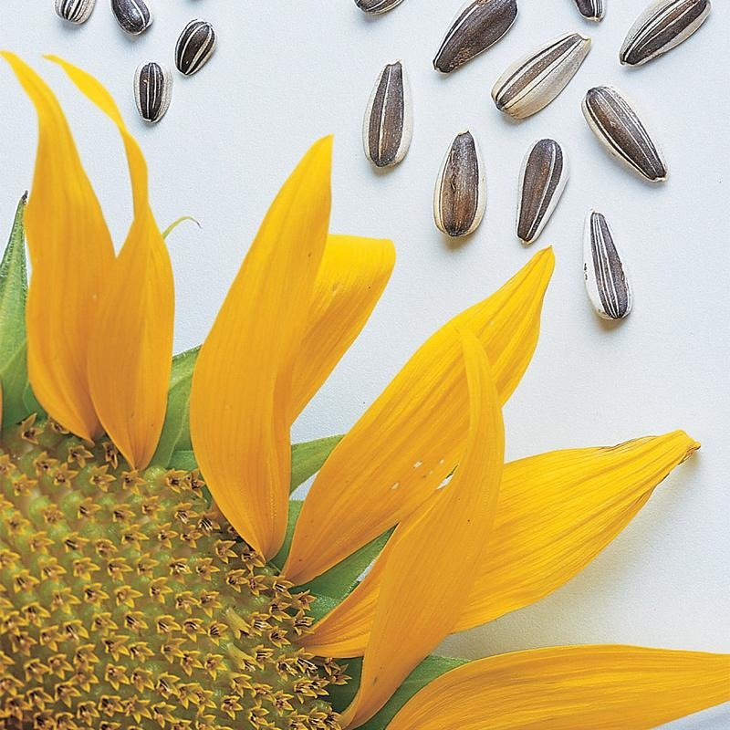 Sunflower, Super Snack Mix Hybrid Seeds