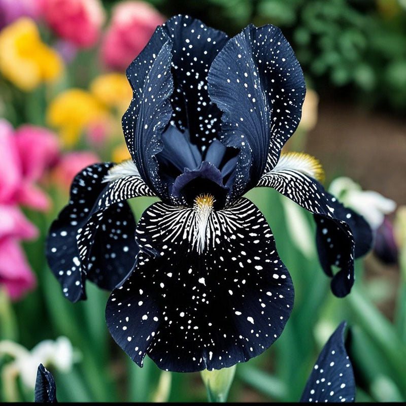 Black Starry Night-Rare Iris Seeds ⚜️