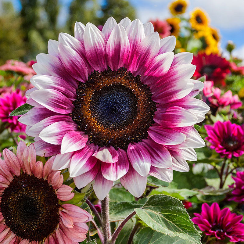 Strawberry Blonde Hybrid Sunflower Seeds