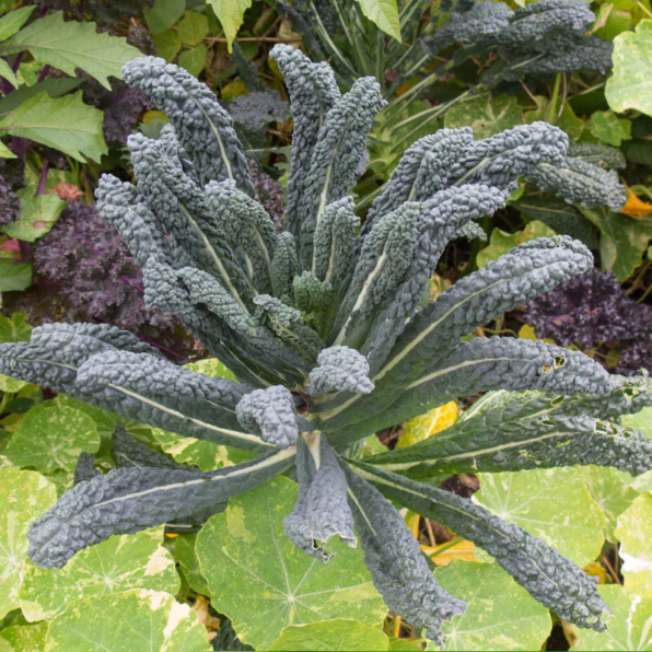 Garden Blend Organic Kale Seeds