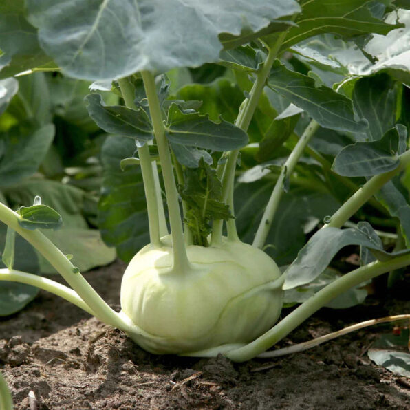 Express Forcer Hybrid Kohlrabi Seeds