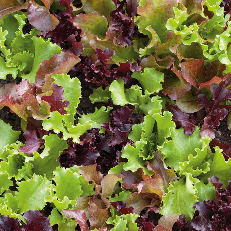 lettuce-gourmet-salad-blend-ndp-1