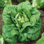 lettuce-organic-little-gem-ndp-3