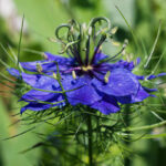love-in-a-mist-persian-jewels-indigo-blue-shk-2