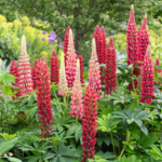 O1CN01jgeEM32BdOJRYV7N2__2044468361-0-cib