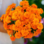 Janie Deep Orange Marigold Seeds