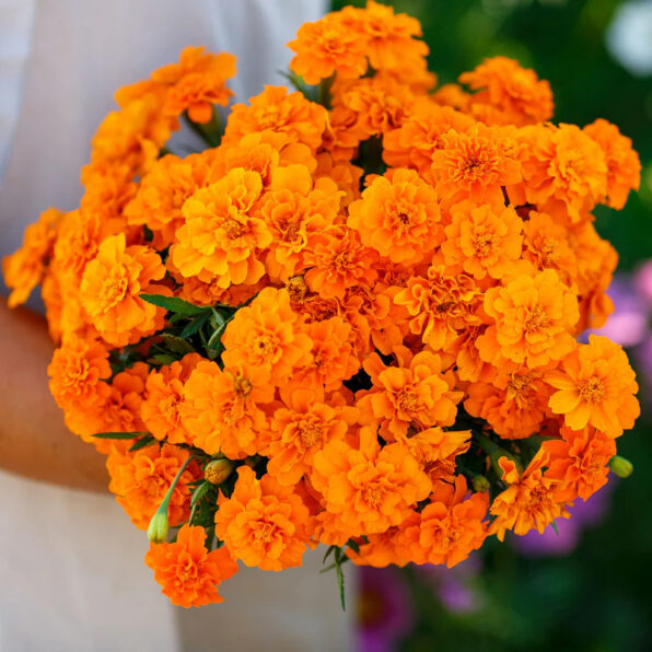 Janie Deep Orange Marigold Seeds